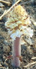 Orobanche crenata