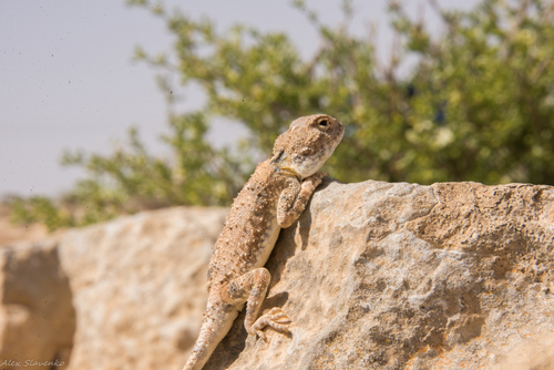 North Arabian Plain Agama