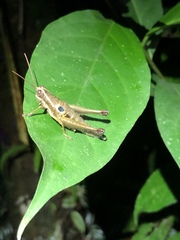 Ommatolampis perspicillata