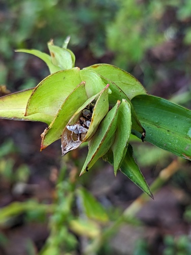 Commelina paludosa (Commelina paludosa)
