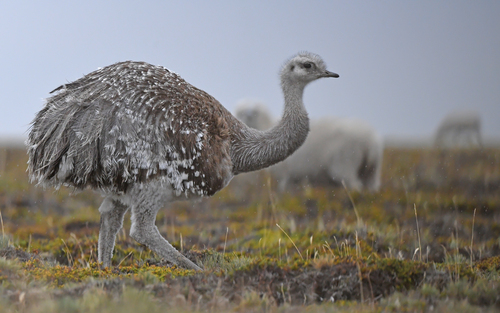 Ñandú (Rhea pennata)