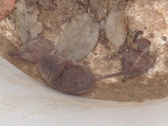 Notiosorex crawfordi