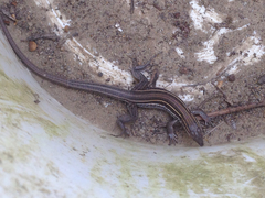 Aspidoscelis hyperythrus beldingi