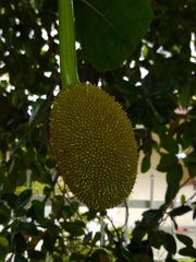 Artocarpus