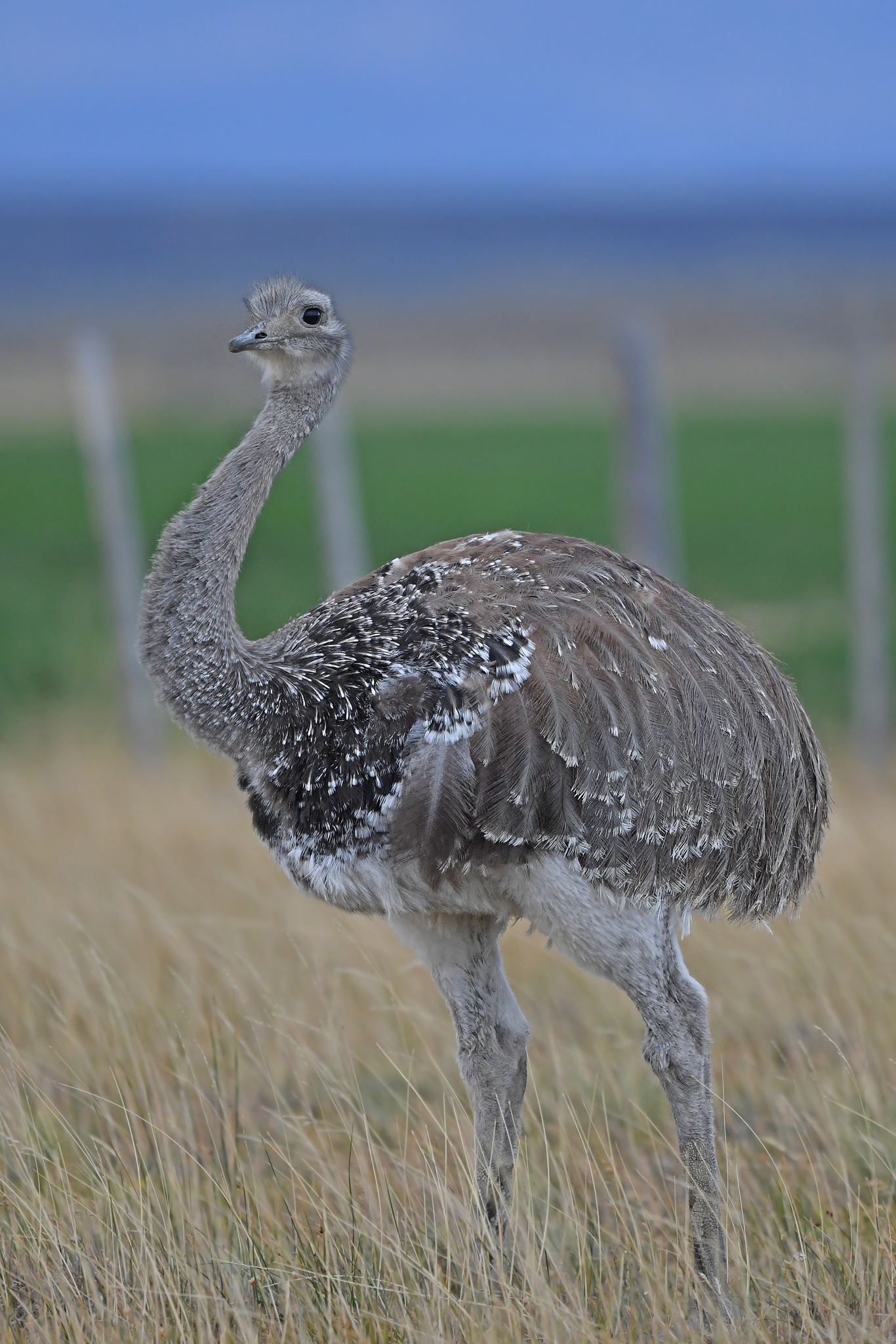 Lesser Rhea illustration