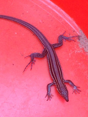 Aspidoscelis hyperythrus beldingi