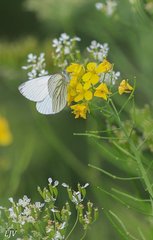 Pieris napi
