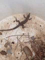 Aspidoscelis hyperythrus beldingi