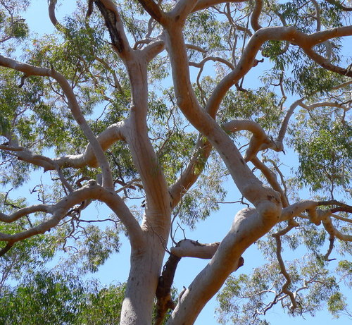 Gum Myrtle (LA Urban Forest Program) · iNaturalist