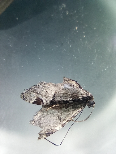 Eupithecia insigniata