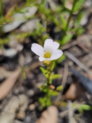 Image of Gratiola ramosa by (c) Patrick Belk, some rights reserved (CC BY)