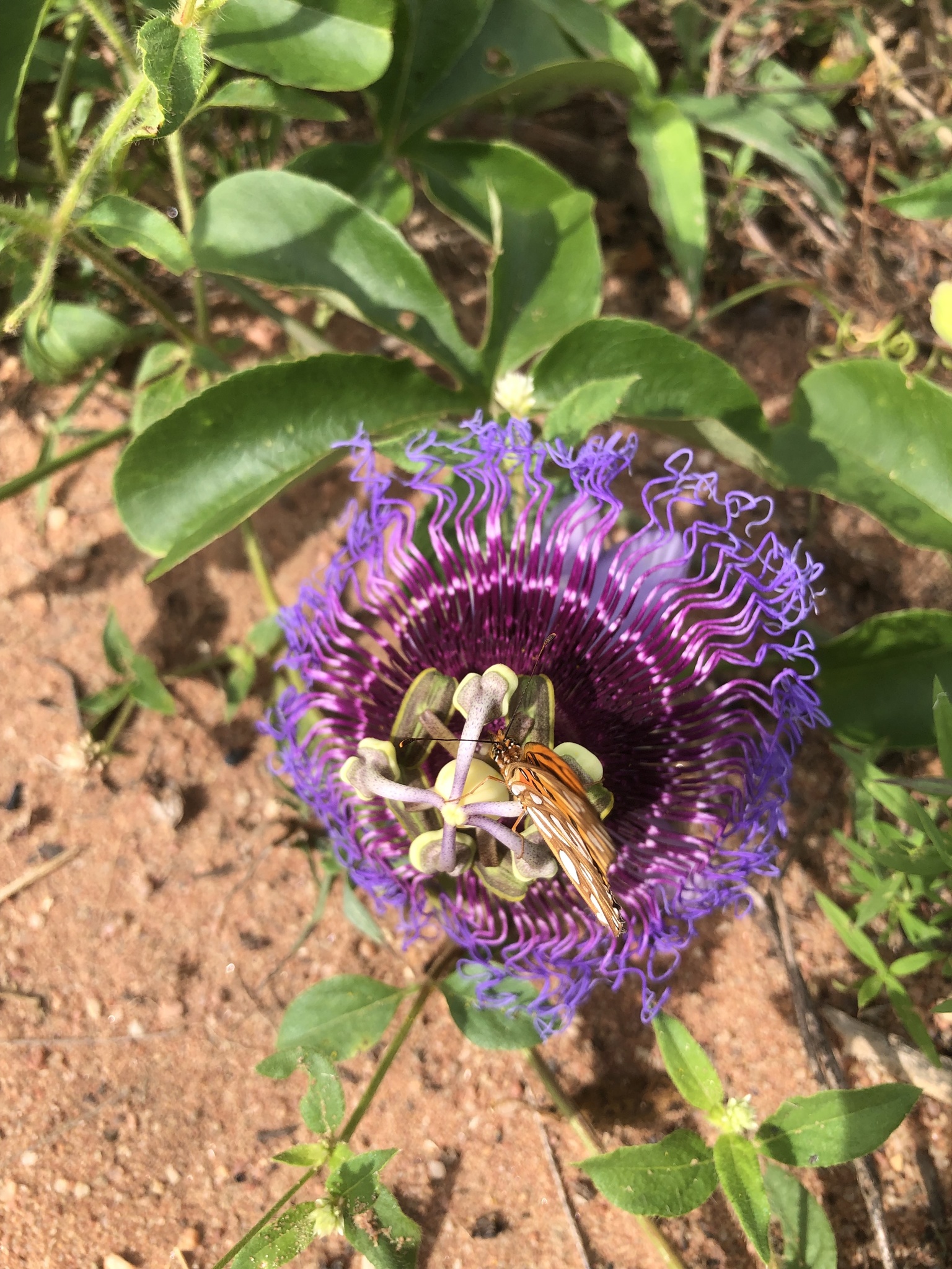 Passiflora cincinnata