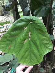 Pterospermum acerifolium
