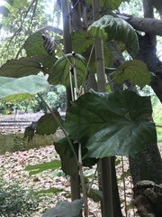 Pterospermum acerifolium