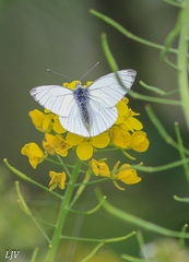 Pieris napi