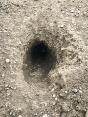 Urocitellus richardsonii