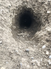 Urocitellus richardsonii