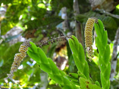 Oberonia brachystachys