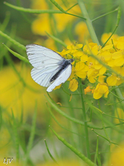Pieris napi