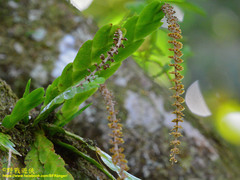 Oberonia brachystachys