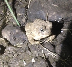 Anaxyrus californicus