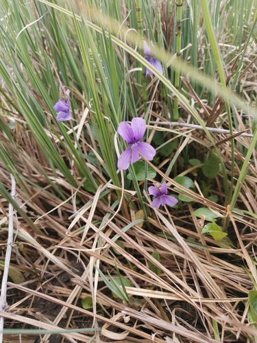 Image of Viola uliginosa by (c) Ljaž, some rights reserved (CC BY)