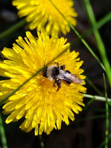 Ashy Mining Bee, 6525 GN Nijmegen, Netherlands, photo 9 of 10