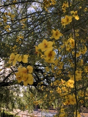 Parkinsonia