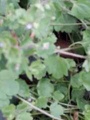 Veronica hederifolia