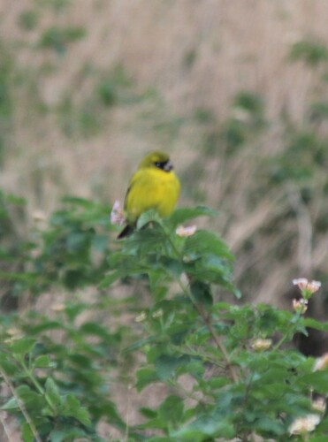 African Citril (Crithagra citrinelloides), photo 4