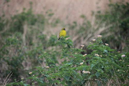 African Citril (Crithagra citrinelloides), photo 7