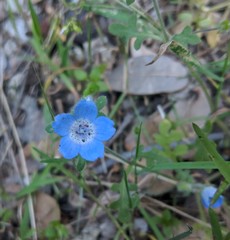 Nemophila menziesii