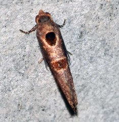 Glyphidoptera insignana