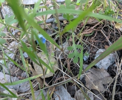 Nemophila menziesii