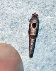 Glyphidoptera insignana