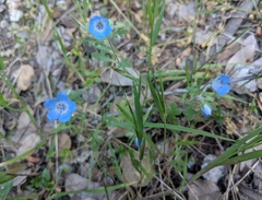 Nemophila menziesii