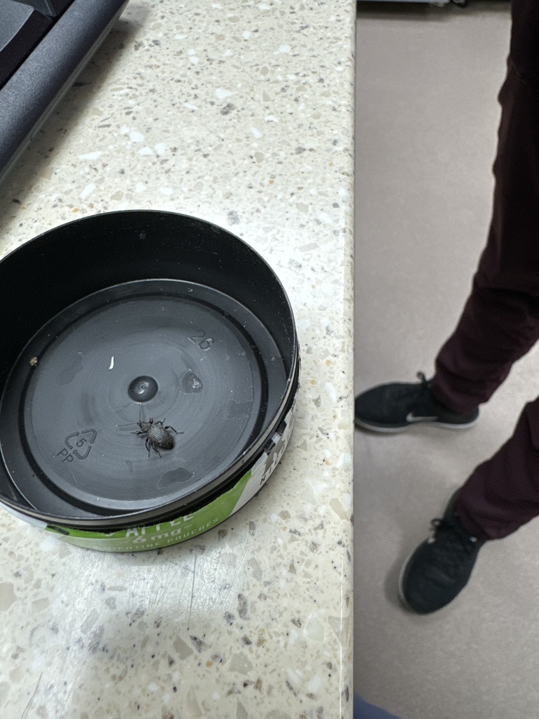 Black Vine Weevil from MidValley Hospital, Omak, WA, US on April 10