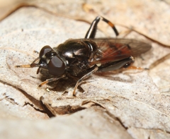 Chalcosyrphus libo