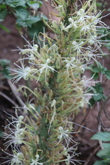 Dracaena forskaliana, photograph Erwin Sieben, CC0, iNaturalist via GBIF