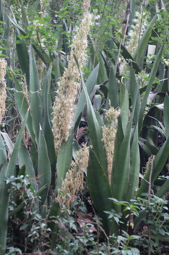 Dracaena forskaliana, photograph 2