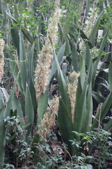 Dracaena forskaliana, photograph Erwin Sieben, CC0, iNaturalist via GBIF