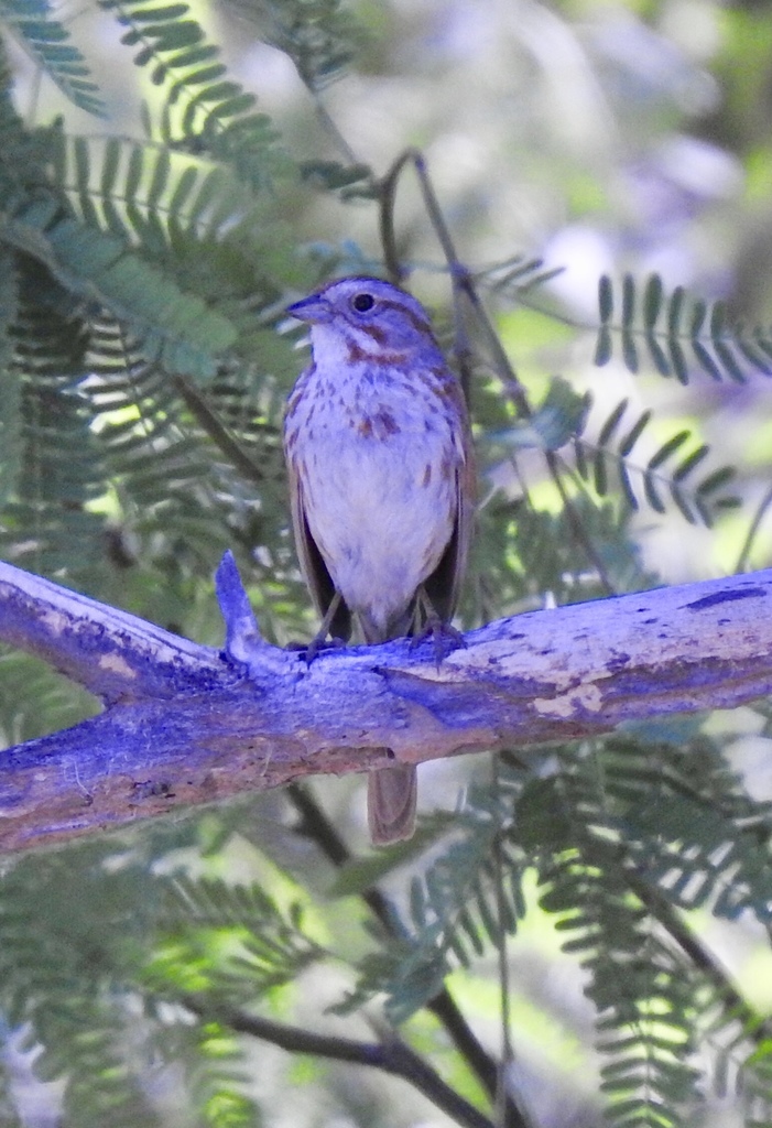 Desert Song Sparrow