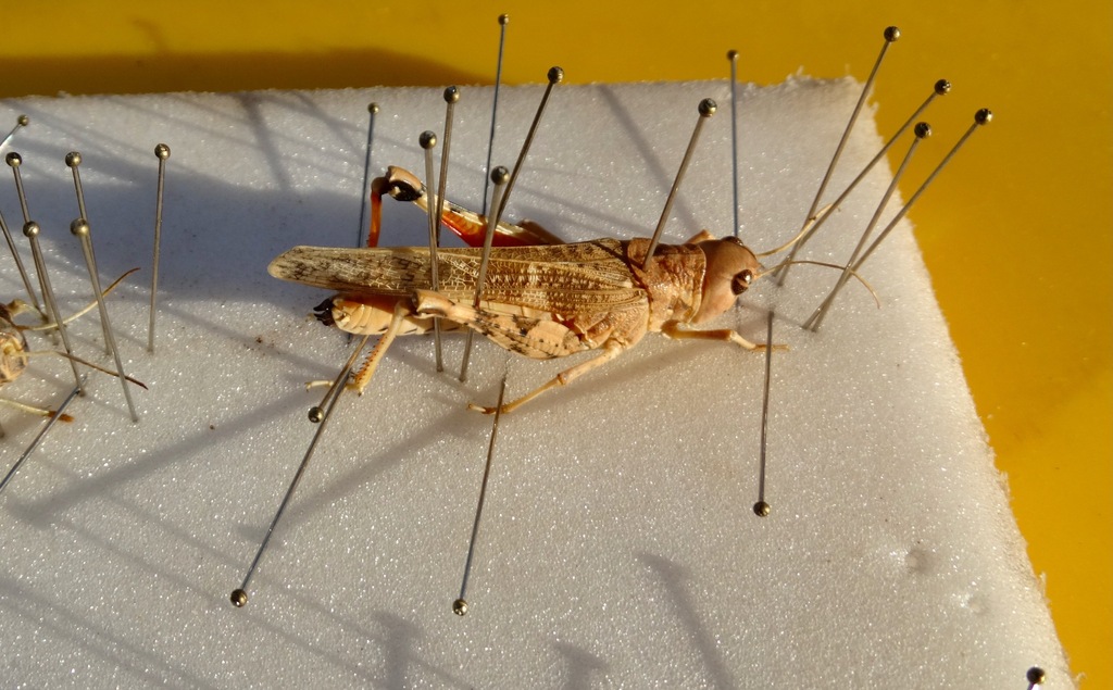 Oedaleus johnstoni