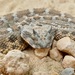 Desert Horned Viper - Photo (c) Bernard DUPONT, some rights reserved (CC BY-SA)