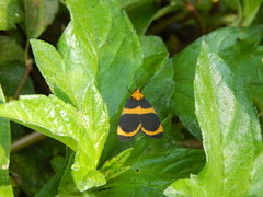 Eudesmia arida
