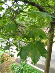 Acer serrulatum
