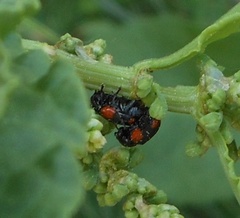 Cryptocephalus quadruplex