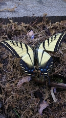 Papilio multicaudata