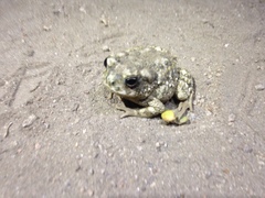 Anaxyrus californicus