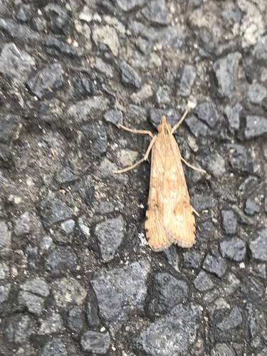 Lucerne Moth photo 4